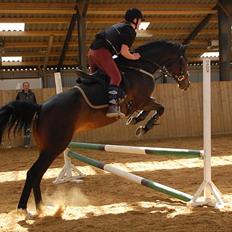 Hannoveraner Chanel " Gummibolden"