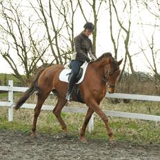 Trakehner Herbstrose