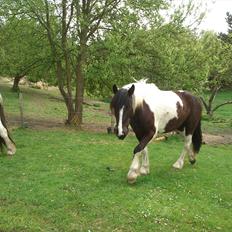 Irish Cob Crossbreed Nova - tidligere hest - R:I:P