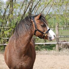 Welsh Mountain (sec A) Coverland Farah