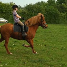 Islænder Fina fra Hjertehøj (Mors hest)