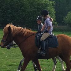 Islænder Fina fra Hjertehøj (Mors hest)