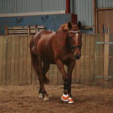 Anden særlig race Irish Girl ~ Grisen