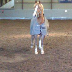 Anden særlig race Casmir