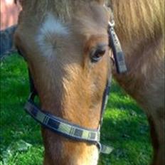 Anden særlig race Lettir