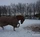 Welsh Cob (sec D) | Kiding Game On  **SOLGT**