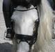 Irish Cob Billy the kid :)
