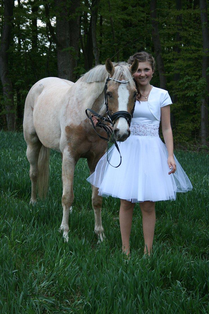 Welsh Cob (sec D) Paddy`s Voice - Til min konfirmation billede 17