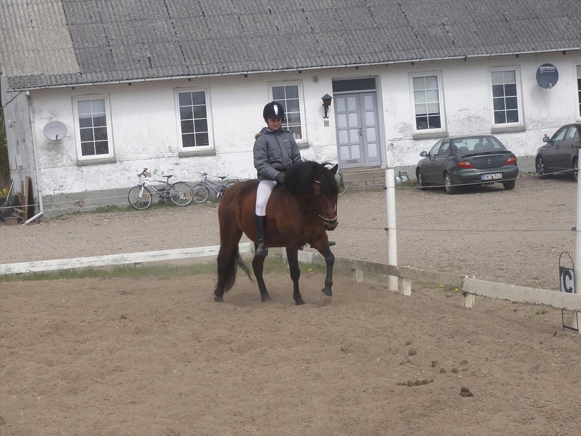 Anden særlig race Don Pedro - Efter stævne billede 11