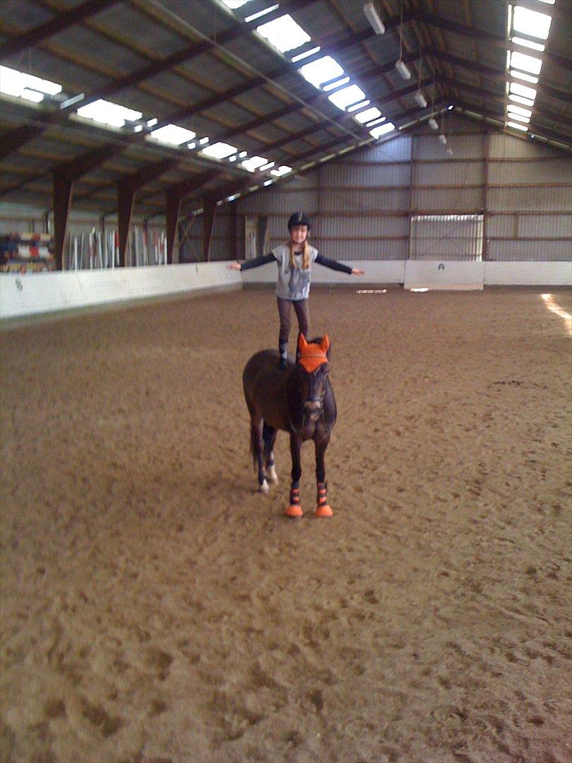 New Forest DONALD  "Pony" billede 2