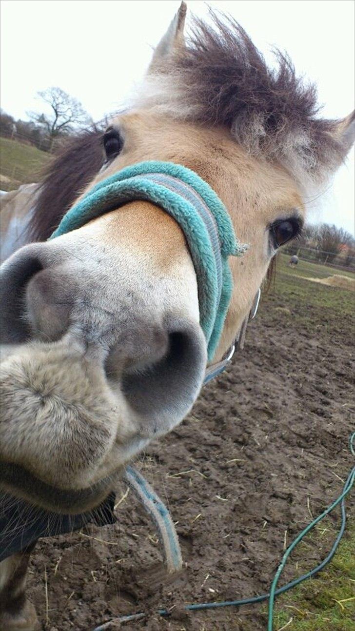 Fjordhest [Måffe] James <3 *basse* [tidl. hest] - James syntes at min telefon var ret så spændene<3 :D billede 1