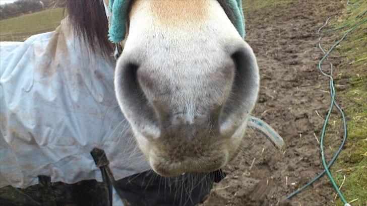 Fjordhest [Måffe] James <3 *basse* [tidl. hest] - Mule<3 billede 2