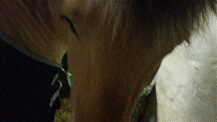 Fjordhest [Måffe] James <3 *basse* [tidl. hest] - Nuuurh<3:) billede 3