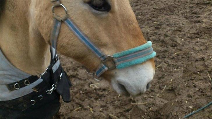 Fjordhest [Måffe] James <3 *basse* [tidl. hest] - Der ser han ret mærkelig ud:S billede 4