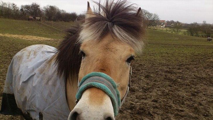 Fjordhest [Måffe] James <3 *basse* [tidl. hest] - Elsker det her billede billede 5