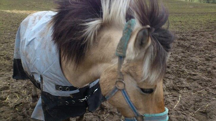 Fjordhest [Måffe] James <3 *basse* [tidl. hest] - James<3 min dejlige pony:B billede 6