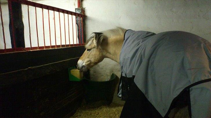 Fjordhest [Måffe] James <3 *basse* [tidl. hest] - Hans slikkesten er hans bedste ven. billede 7