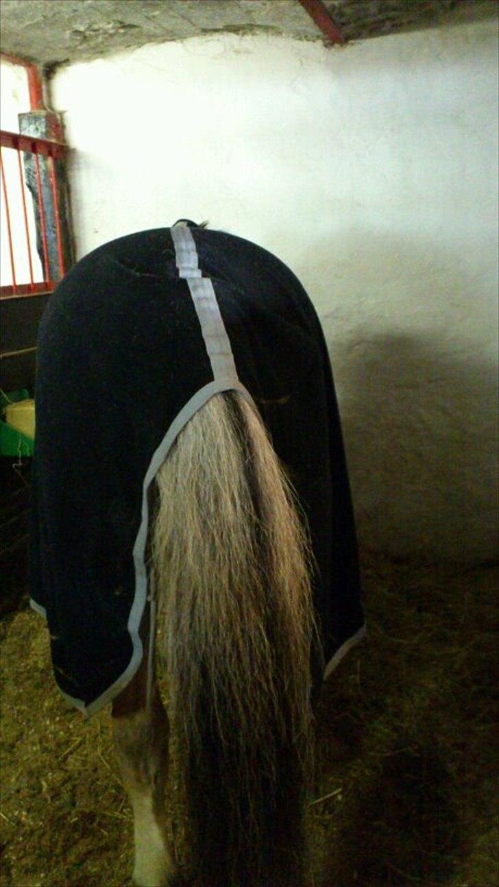 Fjordhest [Måffe] James <3 *basse* [tidl. hest] - Han har rideskolens bedste nummie:D billede 8