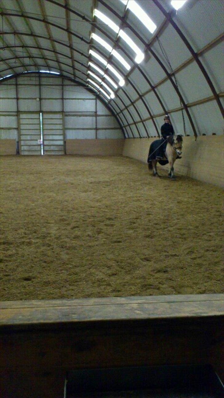 Fjordhest [Måffe] James <3 *basse* [tidl. hest] - James og jeg i ridehuset<3 billede 9