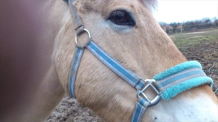 Fjordhest [Måffe] James <3 *basse* [tidl. hest] - _Ups min finger_ billede 10