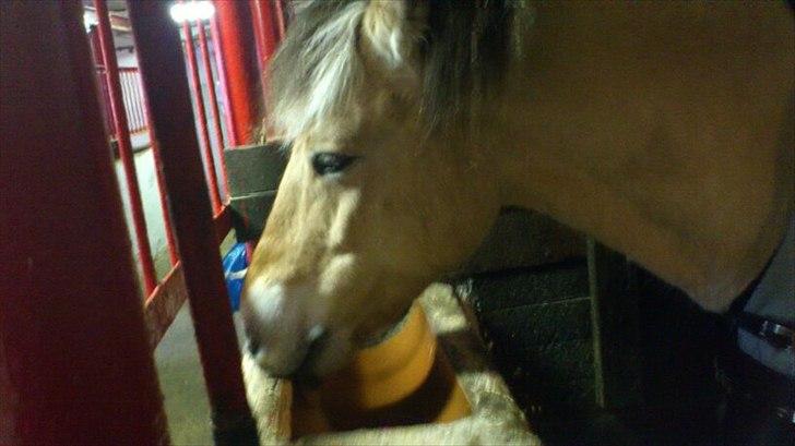 Fjordhest [Måffe] James <3 *basse* [tidl. hest] - Efter han har spist, skal kryppen lige slikkes ren billede 11