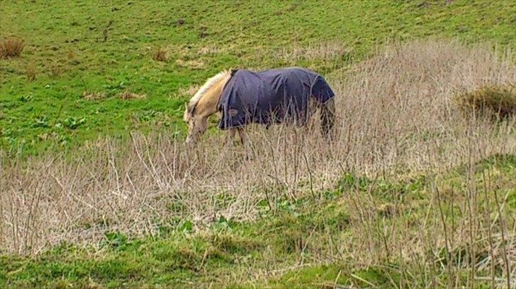 Fjordhest [Måffe] James <3 *basse* [tidl. hest] billede 12