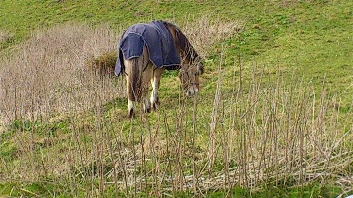 Fjordhest [Måffe] James <3 *basse* [tidl. hest] - GRÆS<3<3 billede 13
