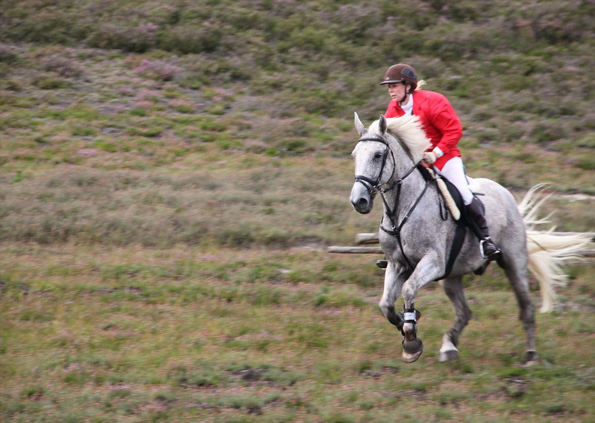 Ungarnsk Varmblod  Trojan - Jagt i Kompedalen 2011 billede 1