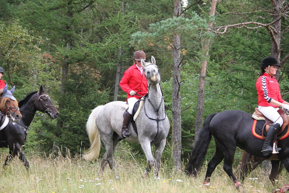 Ungarnsk Varmblod  Trojan - Jagt i Kompedalen 2011 billede 4