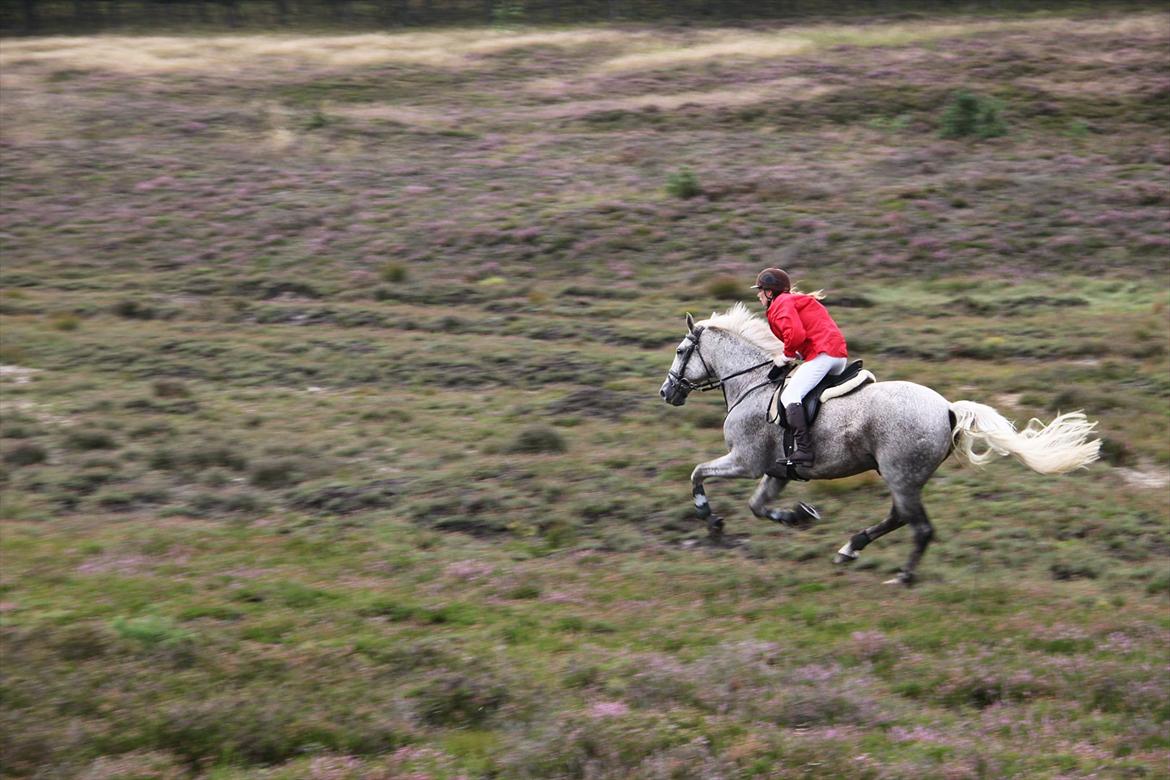 Ungarnsk Varmblod  Trojan - Jagt i Kompedalen 2011 billede 5
