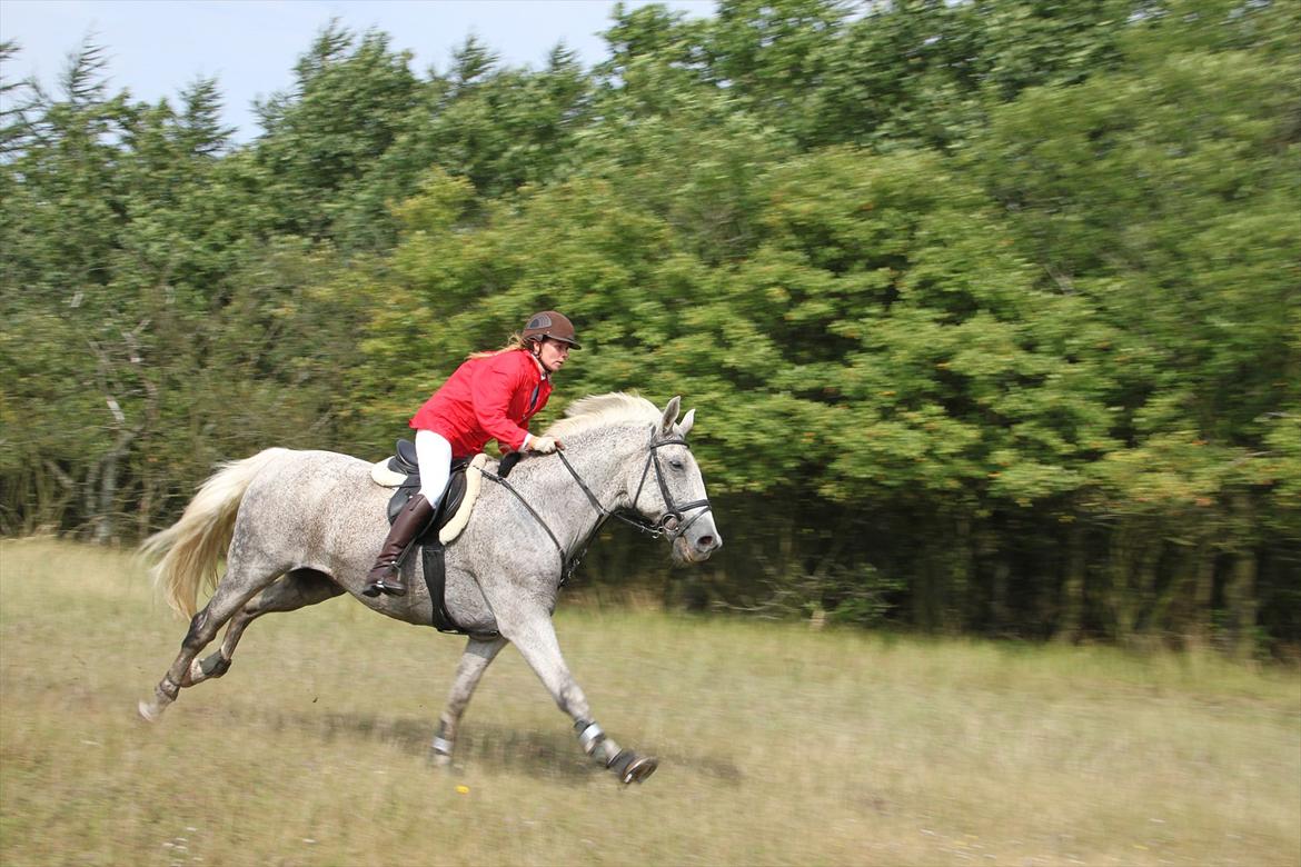 Ungarnsk Varmblod  Trojan - Jagt i Kompedalen 2011 billede 6