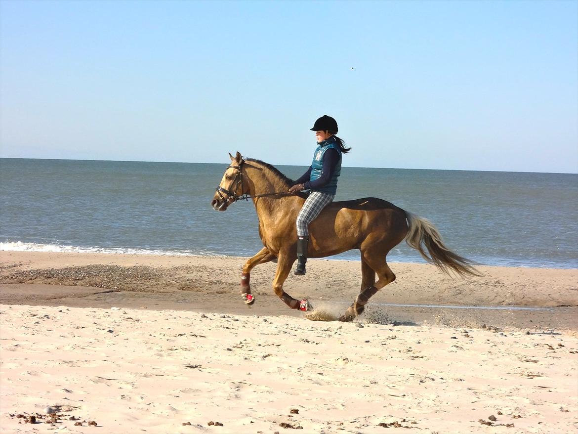 New Forest Balasjow - Red 55 km/t den dag. Uden sadel, det var vildt! :D billede 4