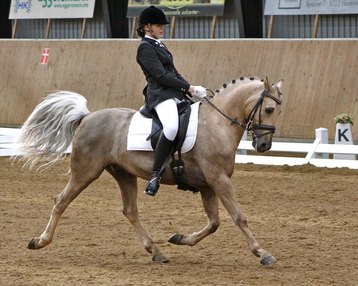 New Forest Balasjow - LA2 2. plads billede 10