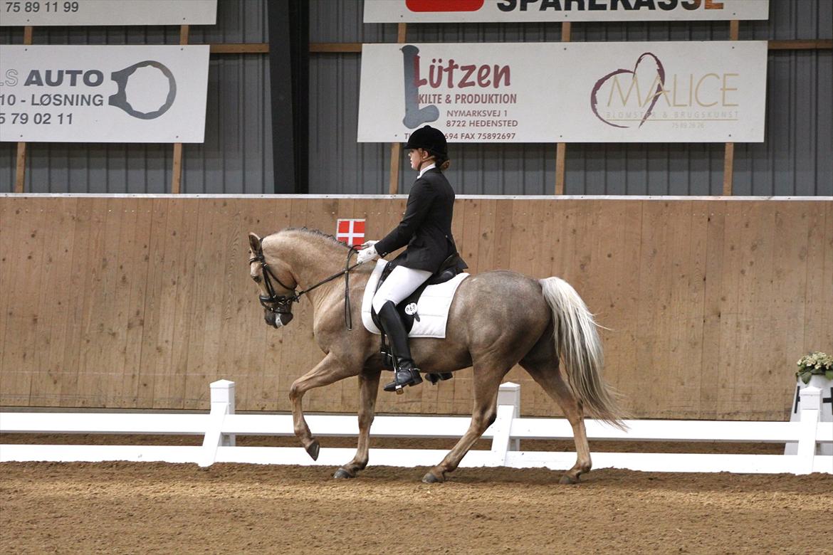 New Forest Balasjow - LA2 2.plads billede 19