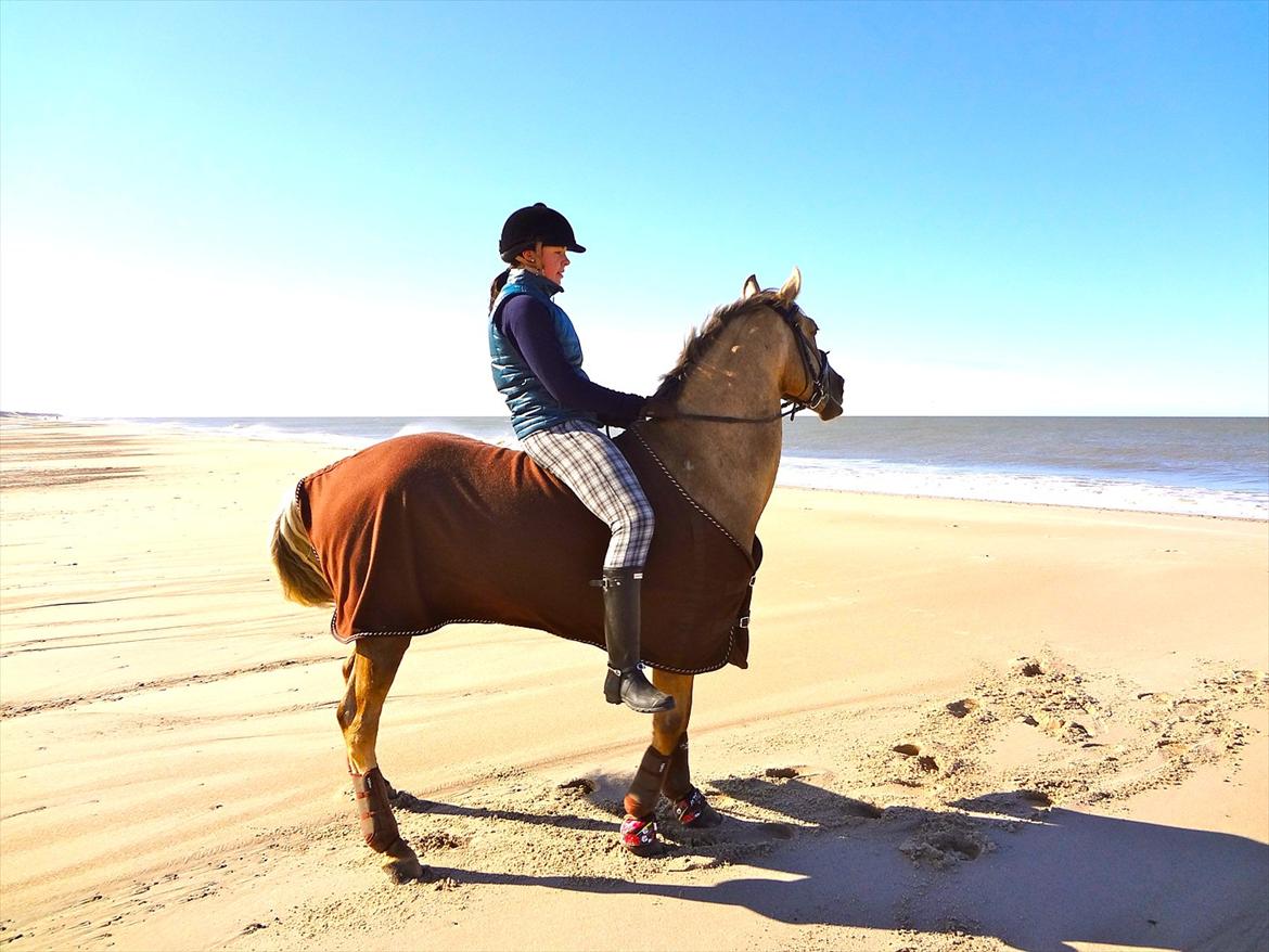 New Forest Balasjow - Ved vesterhavet i påskeferien 2012! billede 6