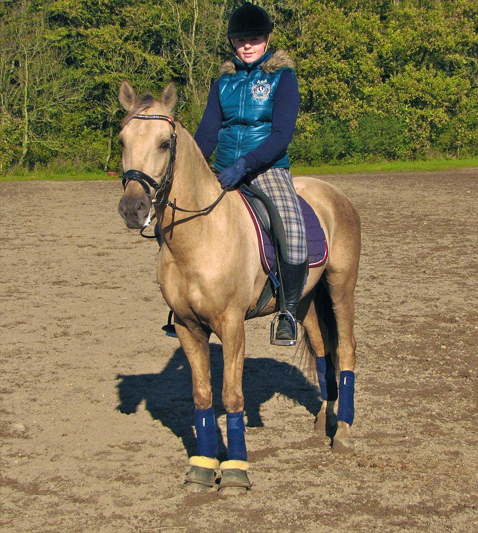 New Forest Balasjow billede 16