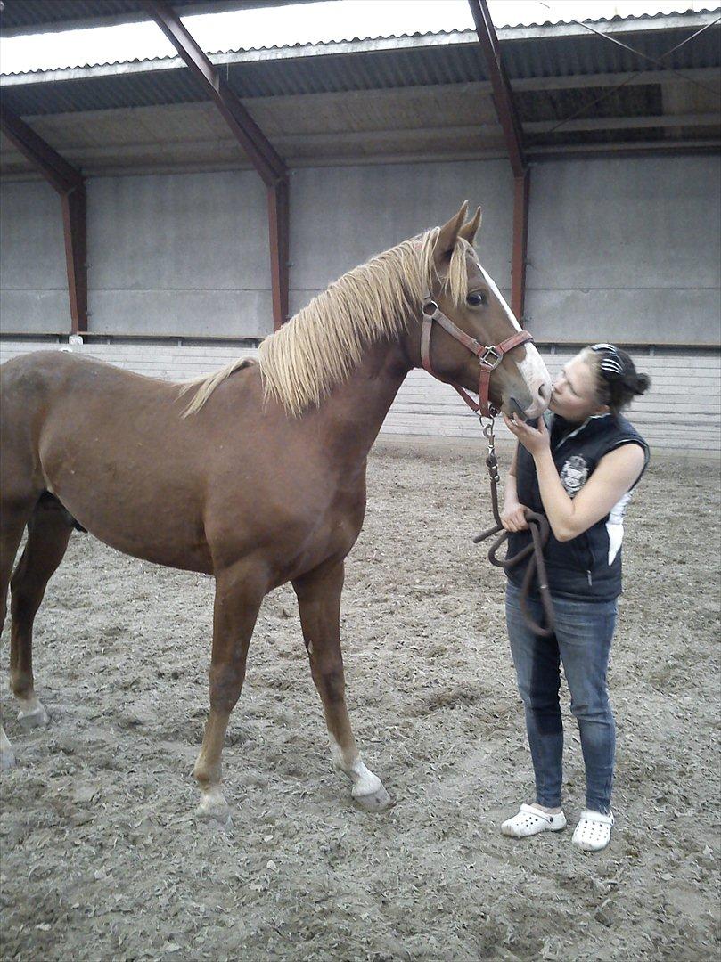 Knabstrupper Golden Nemo himmel hest  - med rebecca i det store ridehest (capa city) :) billede 18