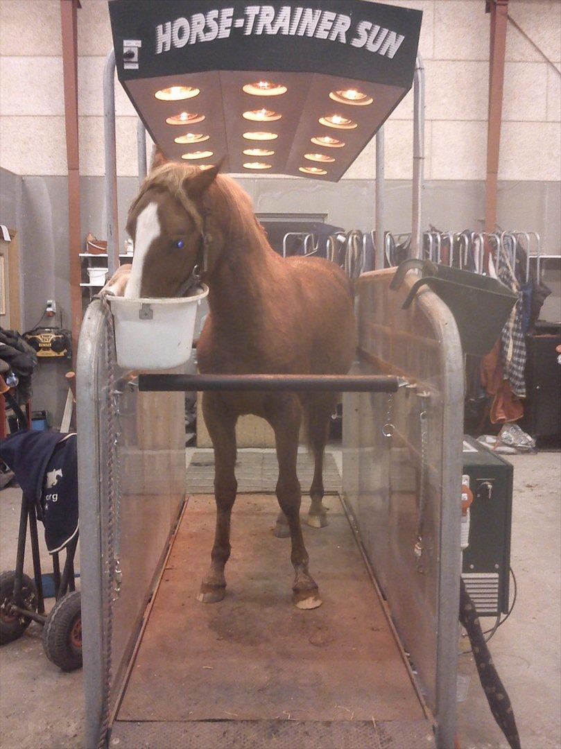 Knabstrupper Golden Nemo himmel hest  - capa city på rystebånd med sol :) han tog det meget pænt billede 11