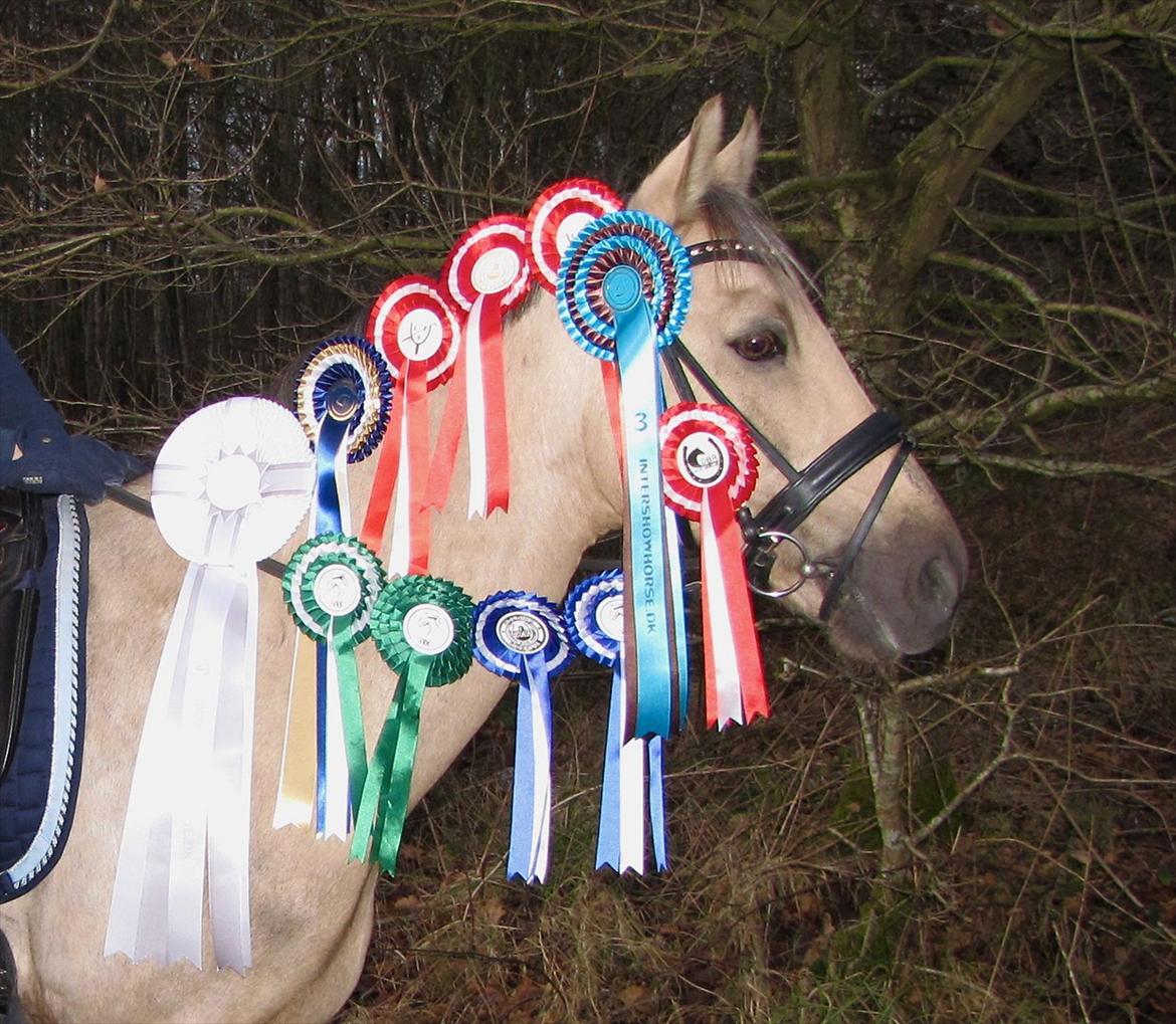 New Forest Balasjow - Dec. 2011, har haft ham i 3 mdr. her! billede 18