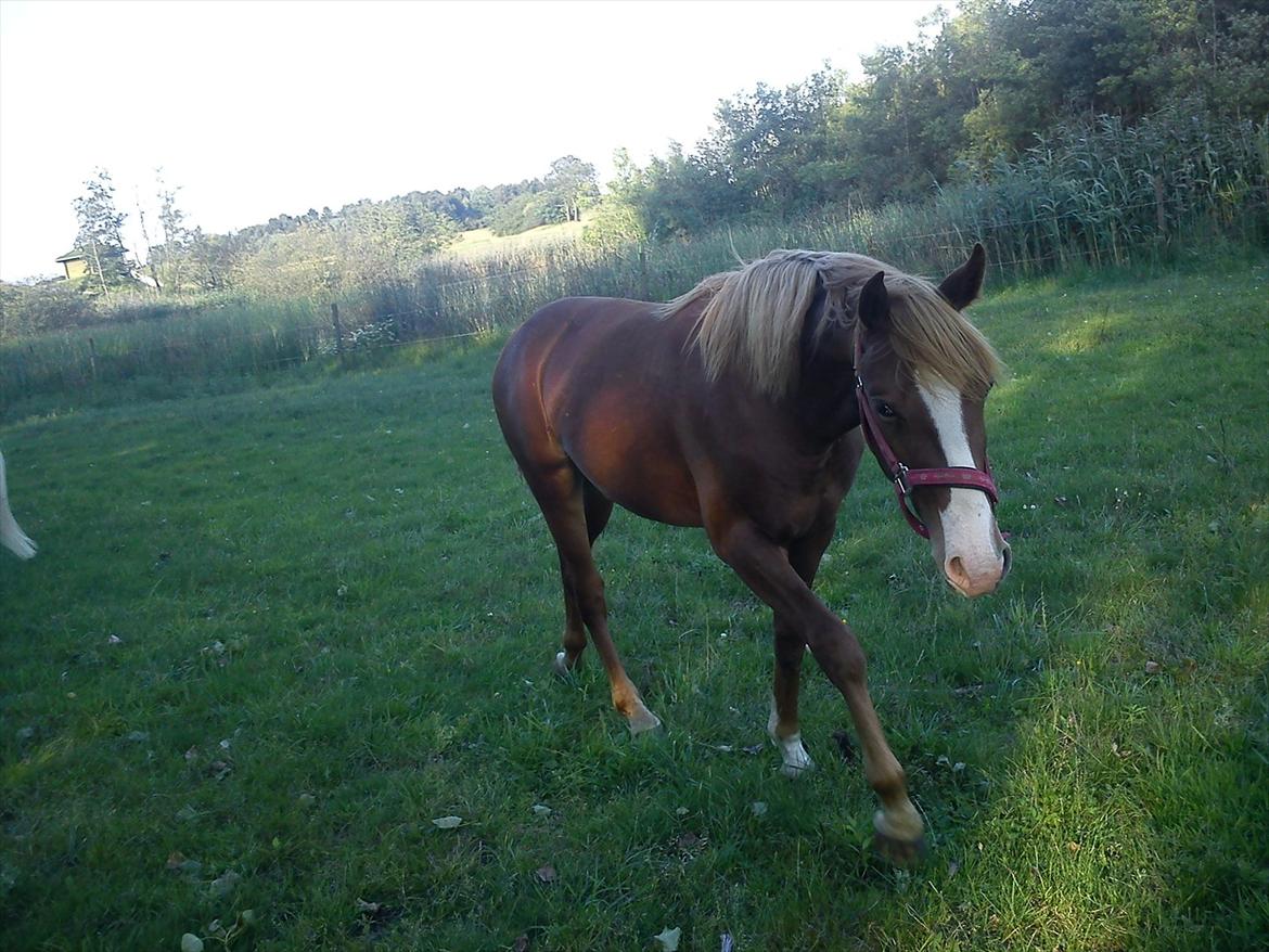 Knabstrupper Golden Nemo himmel hest  - dejlig med noget græs :) billede 10