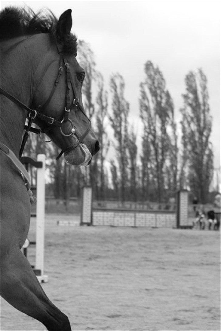 Anden særlig race Kildegårdens Socky - We found our way together, now the road  separates, but i hope that some day, they'll cross and we will meet again <3 billede 15