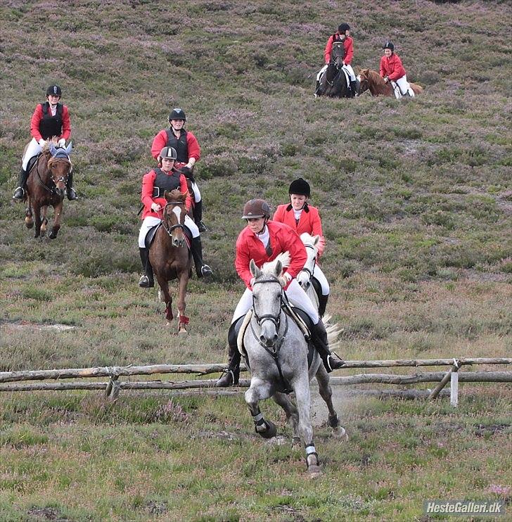 Ungarnsk Varmblod  Trojan - Jagt i Kompedal 2011. billede 7