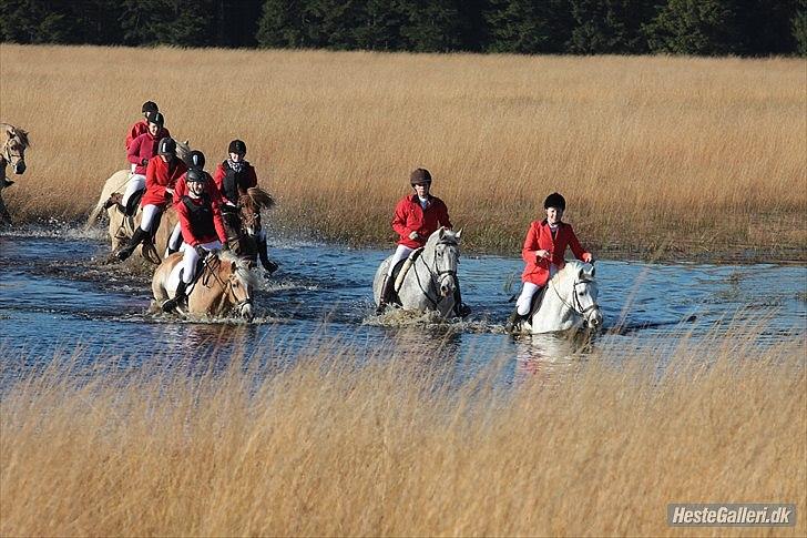 Ungarnsk Varmblod  Trojan - Hubertusjagt Nørlund 2011
 billede 8