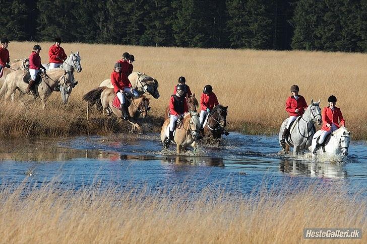 Ungarnsk Varmblod  Trojan - Hubertusjagt Nørlund 2011
 billede 9