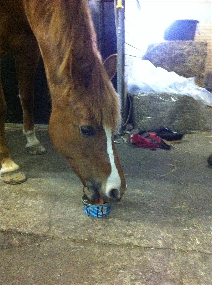 New Forest Søgård Roxana - MIN fine dejlige Roxana! <3 billede 1