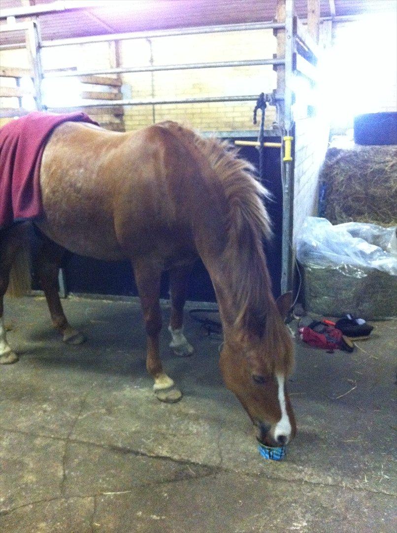 New Forest Søgård Roxana - Hygge efter en hård springtur :) billede 3