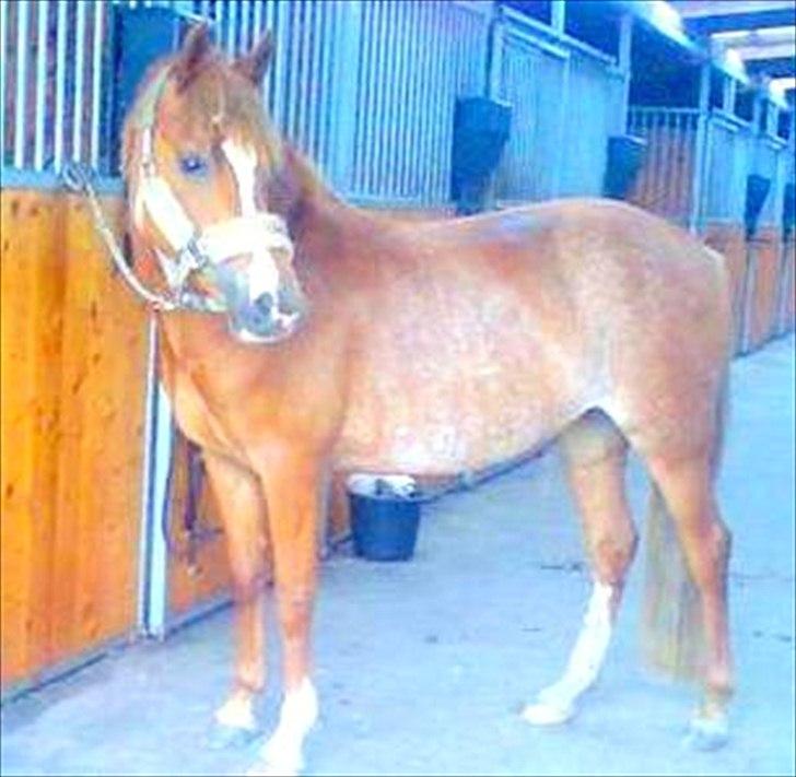 New Forest Søgård Roxana - Verdens dejligste pony!!! <3 billede 5