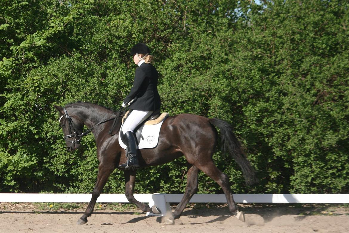 Trakehner Kayla Dyrhave - Første stævne. LD2 65 % billede 6