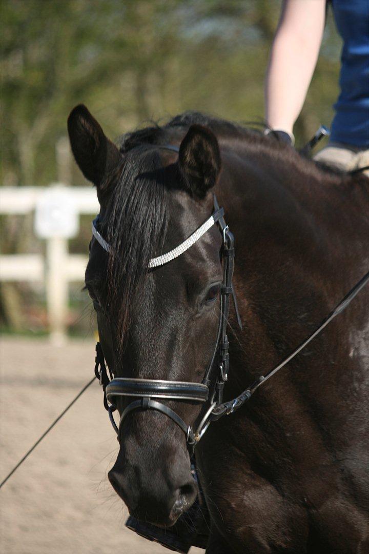 Trakehner Kayla Dyrhave billede 7