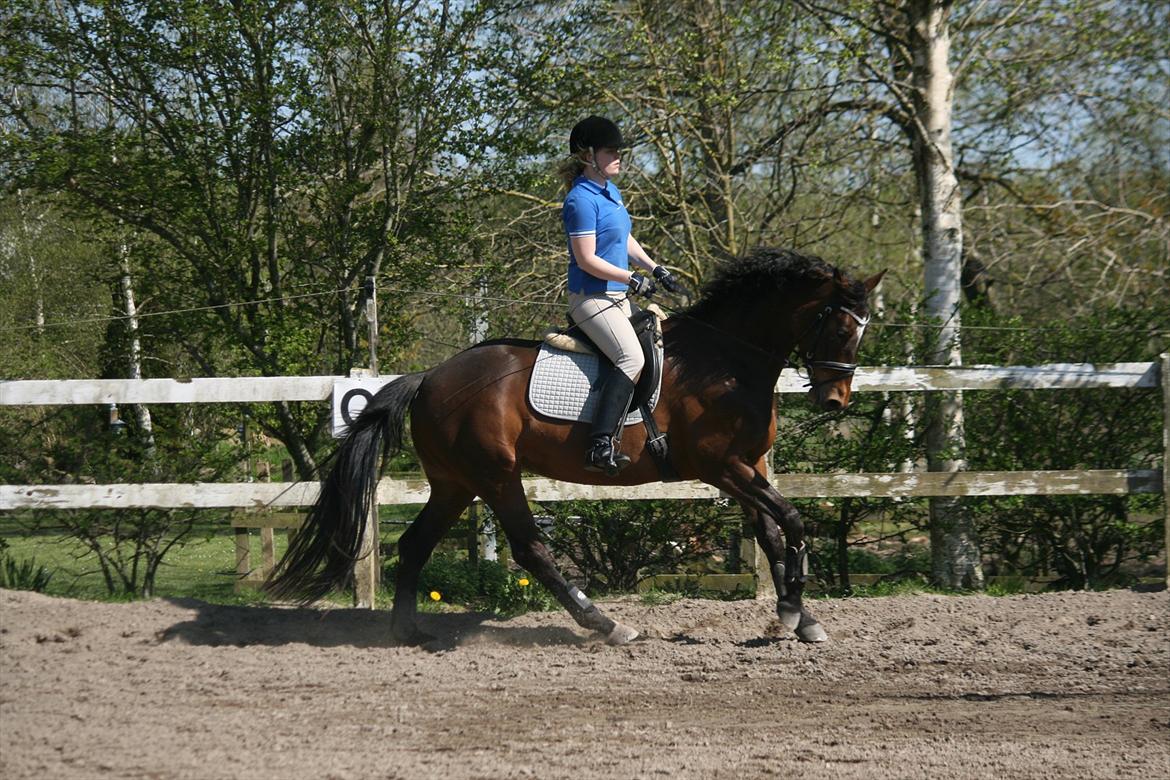 Trakehner Katalie Dyrhave billede 19